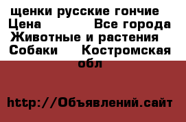 щенки русские гончие › Цена ­ 4 000 - Все города Животные и растения » Собаки   . Костромская обл.